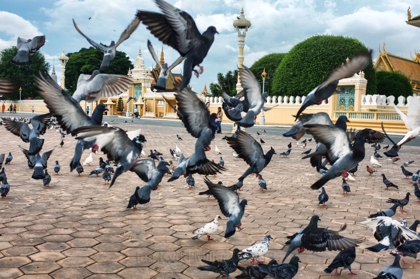 A flock of pigeons taking flight and foraging on a paved surface in a public area, with ornate buildings and greenery in the background under a partly cloudy sky.