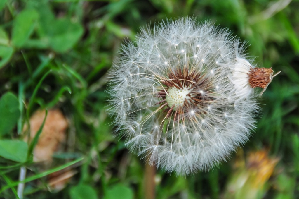 Close-up of a dandelion seed head against a green grassy background.