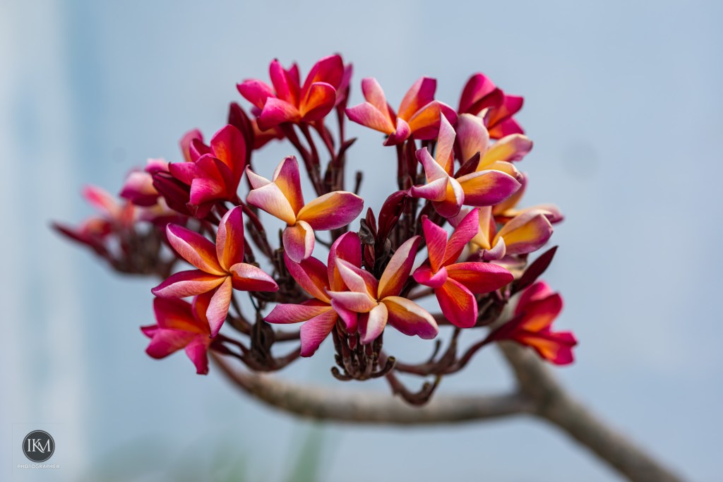 Close-up of vibrant pink and orange flowers on a branch against a blurred background.